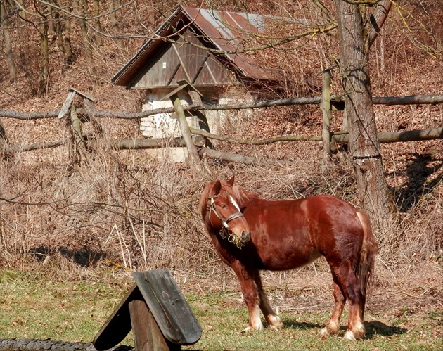 Koňská póza