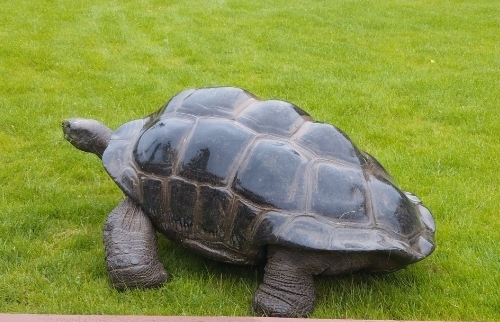 Korytnačka obrovská (Aldabrachelys gigantea)