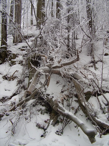 ľadová krajina