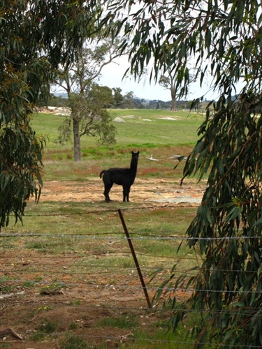 Lama