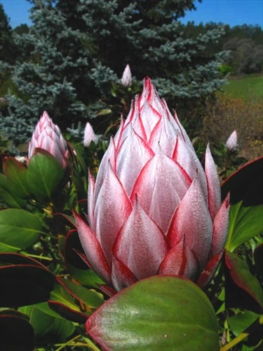 King Protea