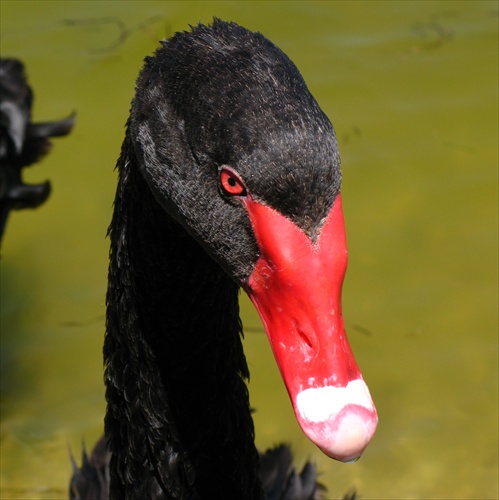 Black Swan