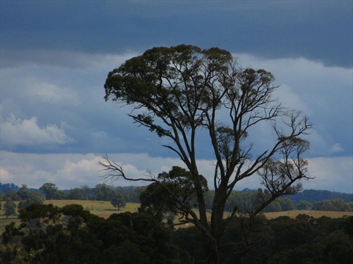 Blue Gum Tree