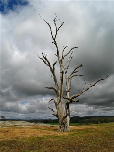 Ghost tree