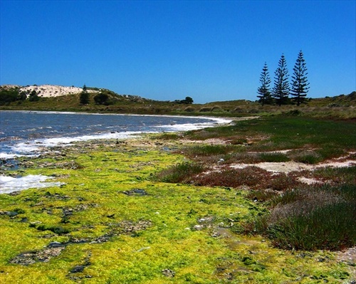 Rottnest island I