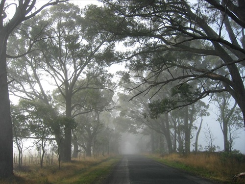 Eucalyptus Alley