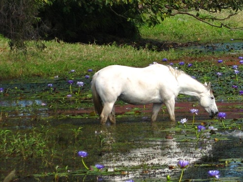 White horse