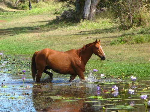 Brown horse