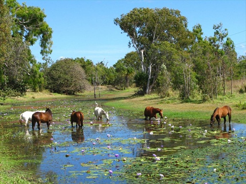 Horses in Billabong