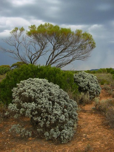 Savana shrubs'