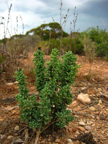 Nullabor plant