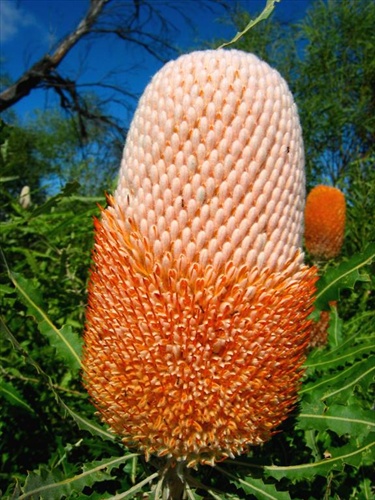 Banksia II