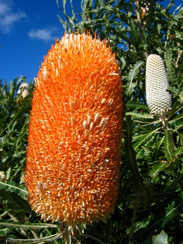 Banksia III