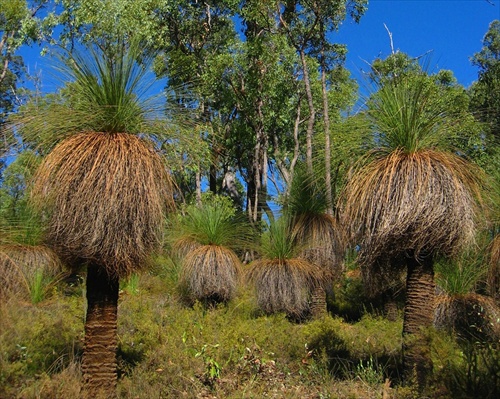 Grass trees