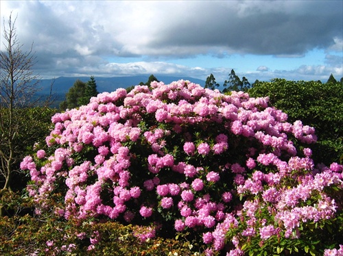 Rhododendron garden