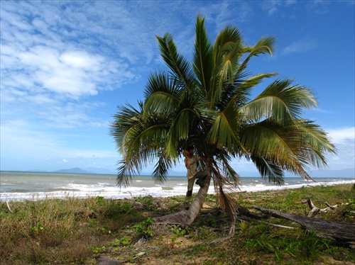 Coconut palm