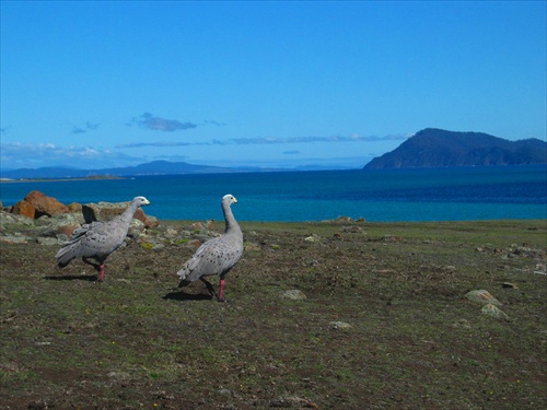 Cape Barren Goose