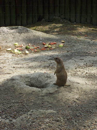 Zvieratko v ZOO