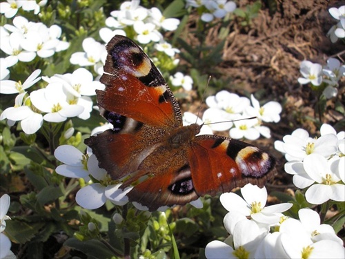 motyl