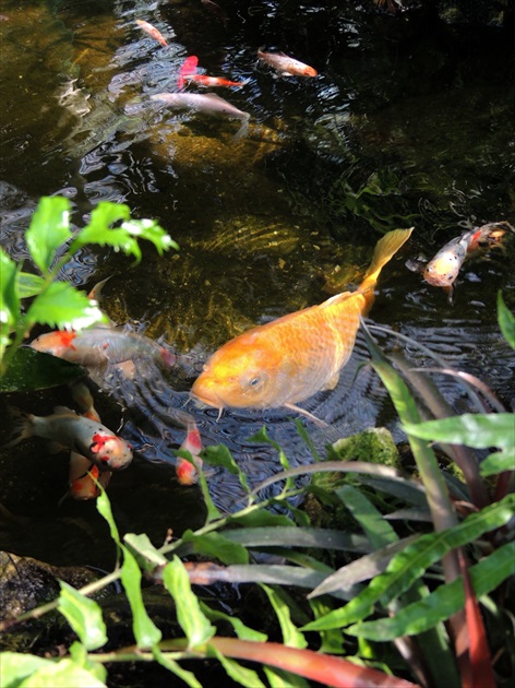 Koi Kapor