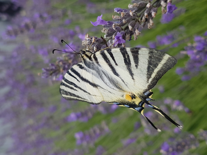 Iphiclides podalirius 1