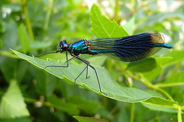 Motýlice lesklá (Calopteryx splendens)