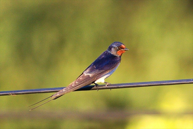 Lastovička obyčajná (Hirundo rustica)