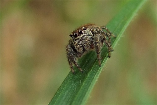 Evarcha falcata