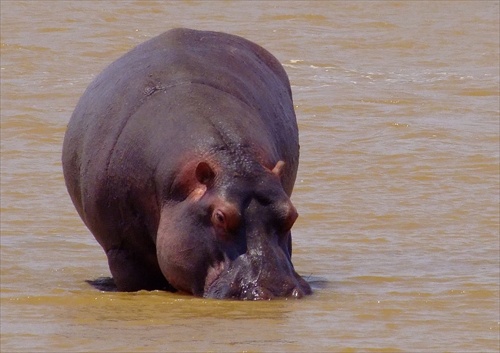 Hippopotamus amphibius