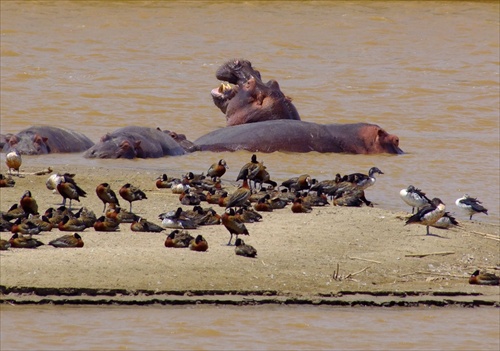 Siesta