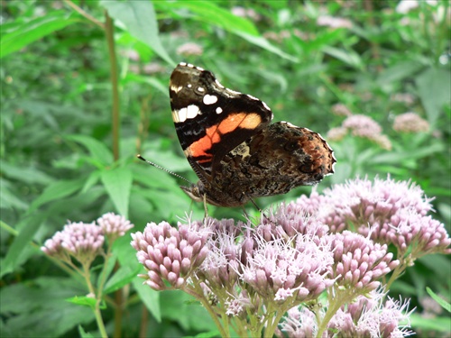 Motyl