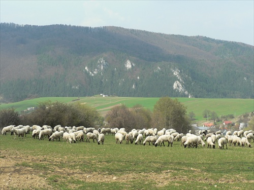 Na spolocnej pastve