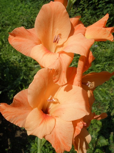 Gladiola