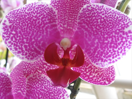 Orchidea