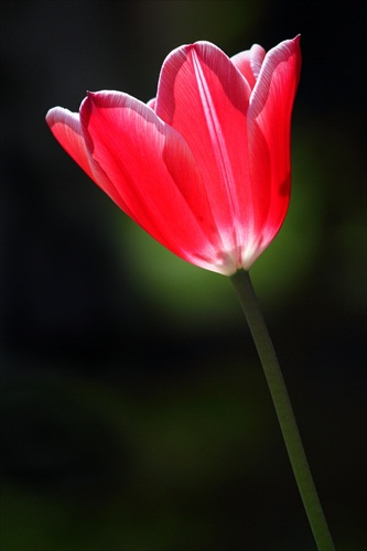 tulip