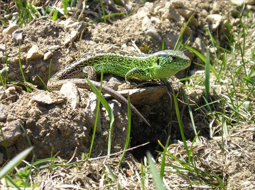 Jašterica