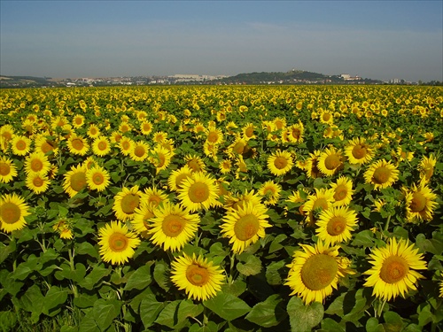 Le tour panorama