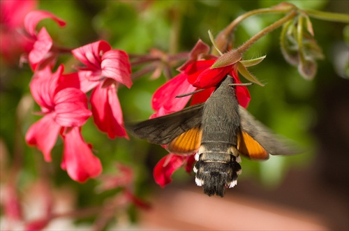 Macroglossum stellatarum