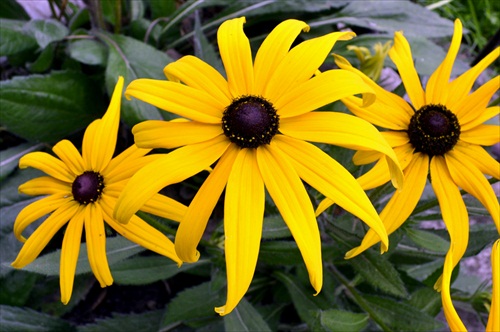 Rudbekia.