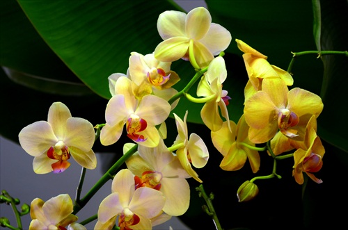 Orchidea.