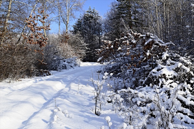 Lesná cesta.