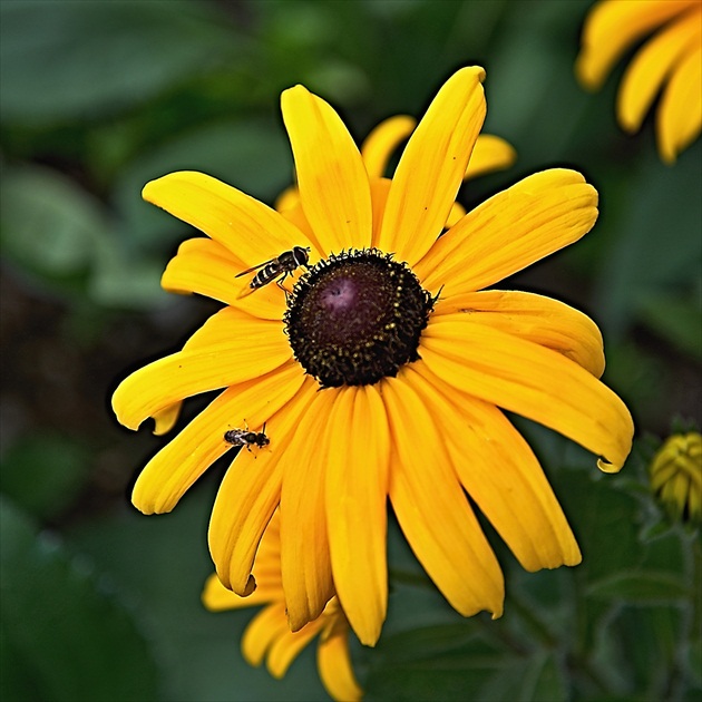 Rudbekia