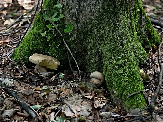 Už ich niekto ochutnal