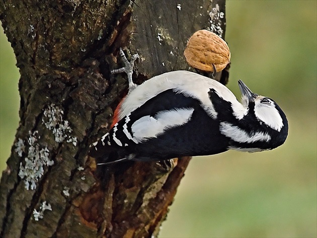 Cvičenie s orechom