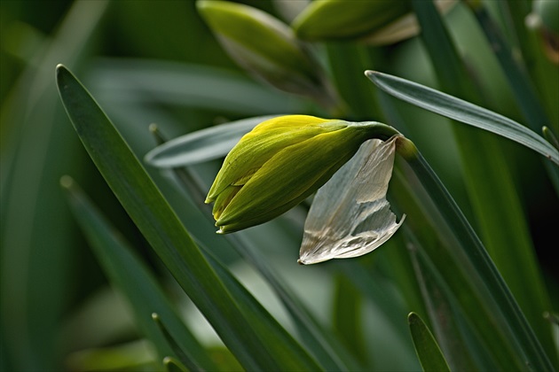 "Panenský" narcis