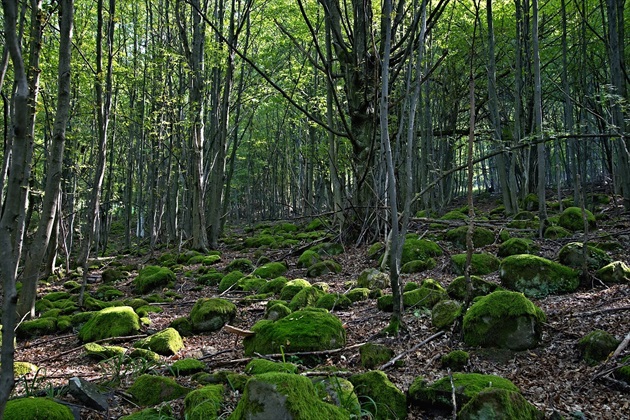 Panenská príroda z okolia Ratkovej