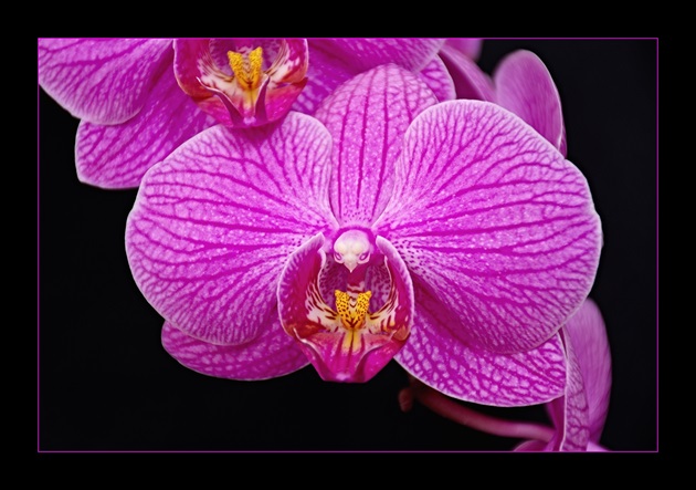 Orchidea