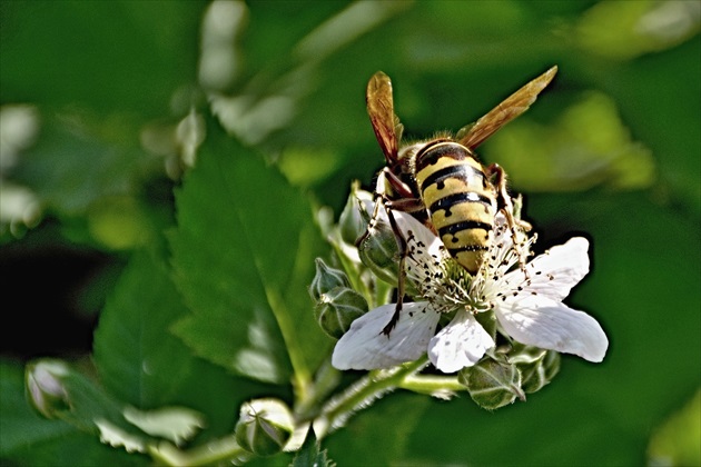 Srčeň