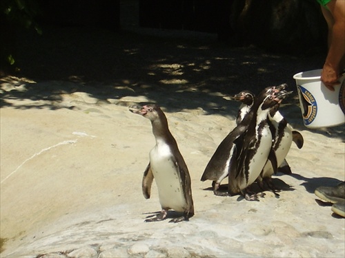 Tučniaky ZOO Košice