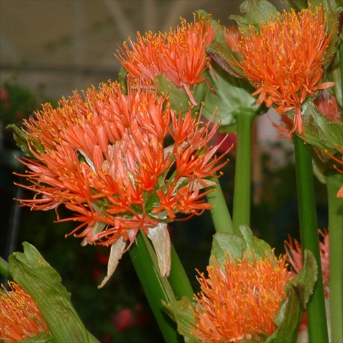 Haemanthus - detail